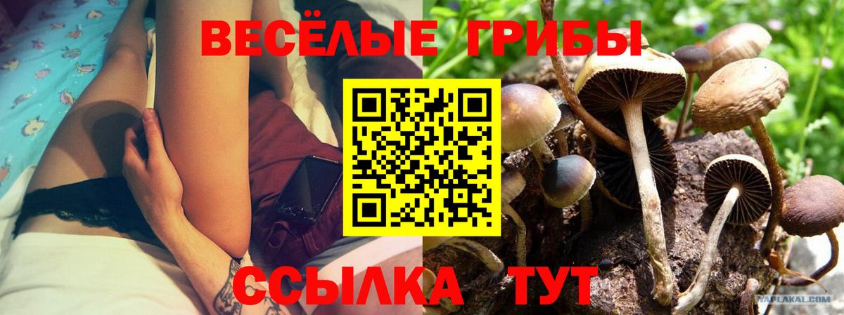 Дальнегорск  Галлюциногенные грибы мицелий  Вход с VPN  Галлюциногенные грибы GOLDEN TEACHER 